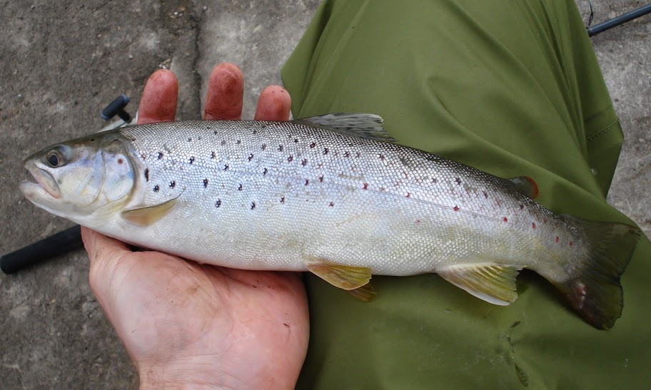 Ben Cantrell's fish species blog Roughfishing in Sugar River, WI